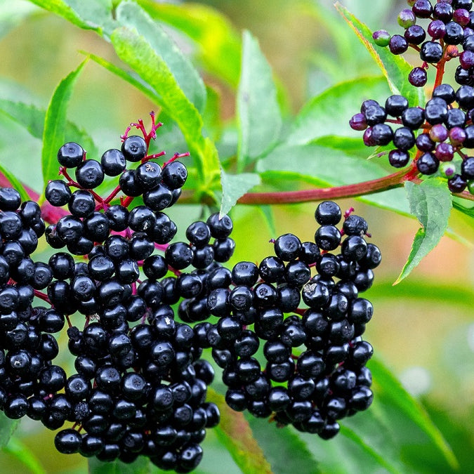 Elder Berry | Natures Zest