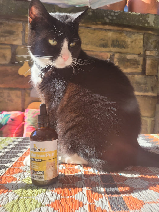 Cat Calming Drops for Stress & Anxiety Relief Support – MellowPet Advanced 120ml Liquid Formula for Relaxation & Behaviour Support