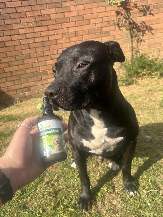 Dog Calming Drops for Stress & Anxiety Relief Support – MellowPet Advanced 120ml Liquid for Relaxation & Behaviour Support