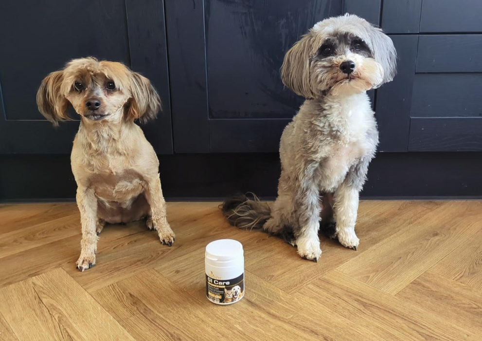 Digestive Support Powder for Dogs & Cats – Probiotic with Prebiotics, GI Care Advanced Supplement